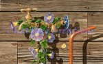 Well Watered (image for) Well Watered